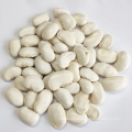 Wholesale Yunnan Large White Kidney Beans